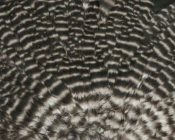 Hareline - Hen Saddle -Fly Fishing Sale Store HSAD176