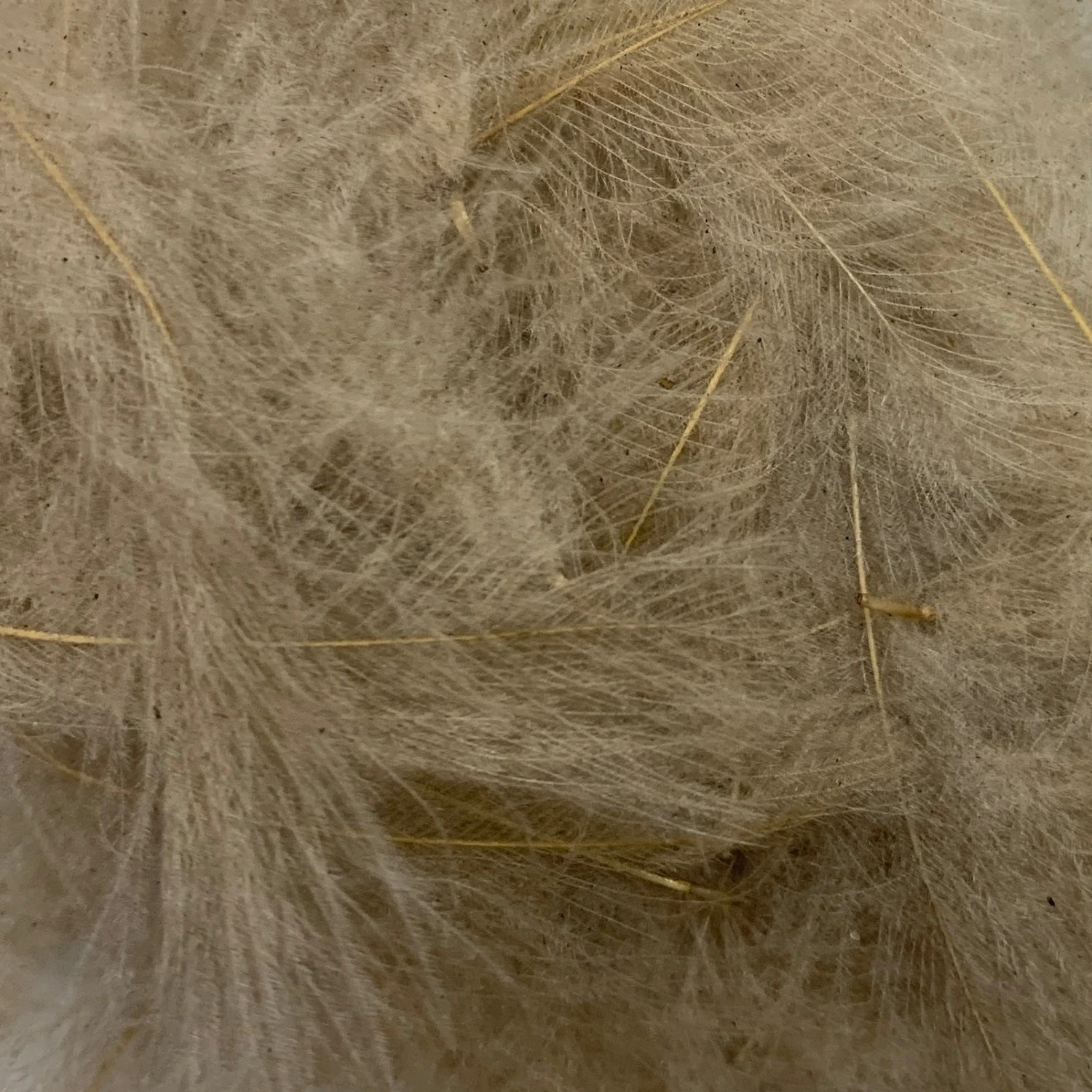 Swiss CDC Super Select Grade 11 Swiss CDC Super Select Grade - Image 11