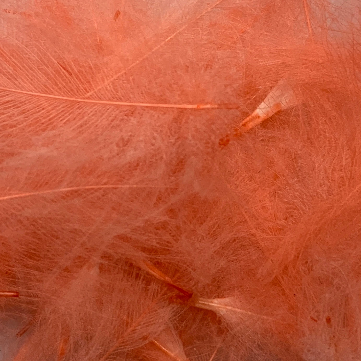 Swiss CDC Super Select Grade 3 Swiss CDC Super Select Grade - Image 3