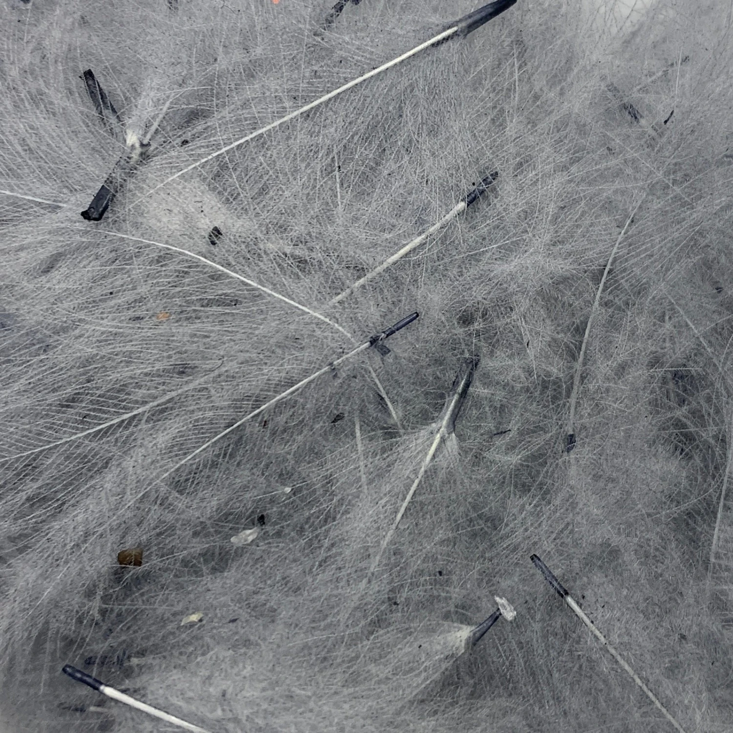 Swiss CDC Super Select Grade 9 Swiss CDC Super Select Grade - Image 9