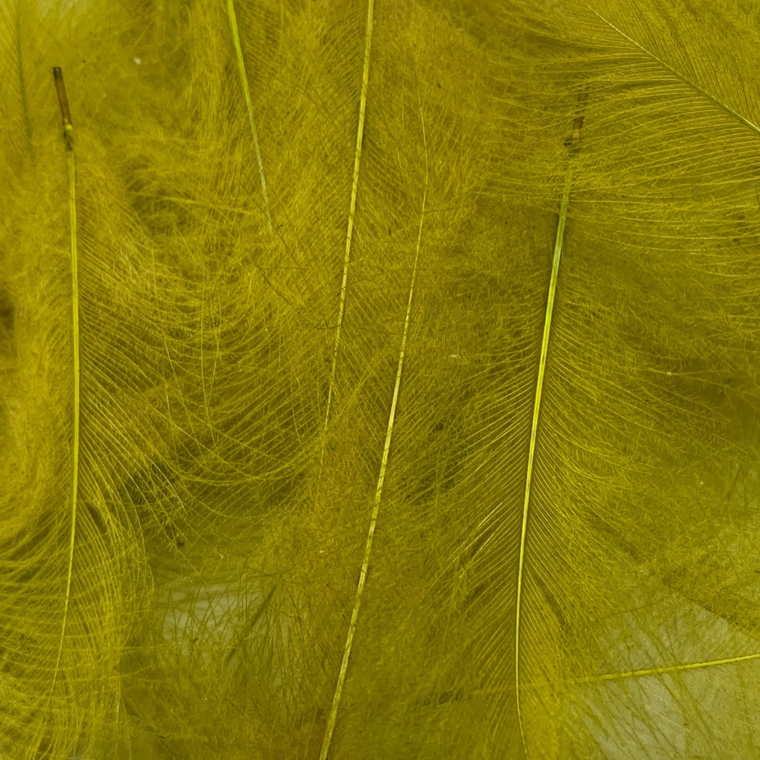 Swiss CDC Super Select Grade 6 Swiss CDC Super Select Grade - Image 6