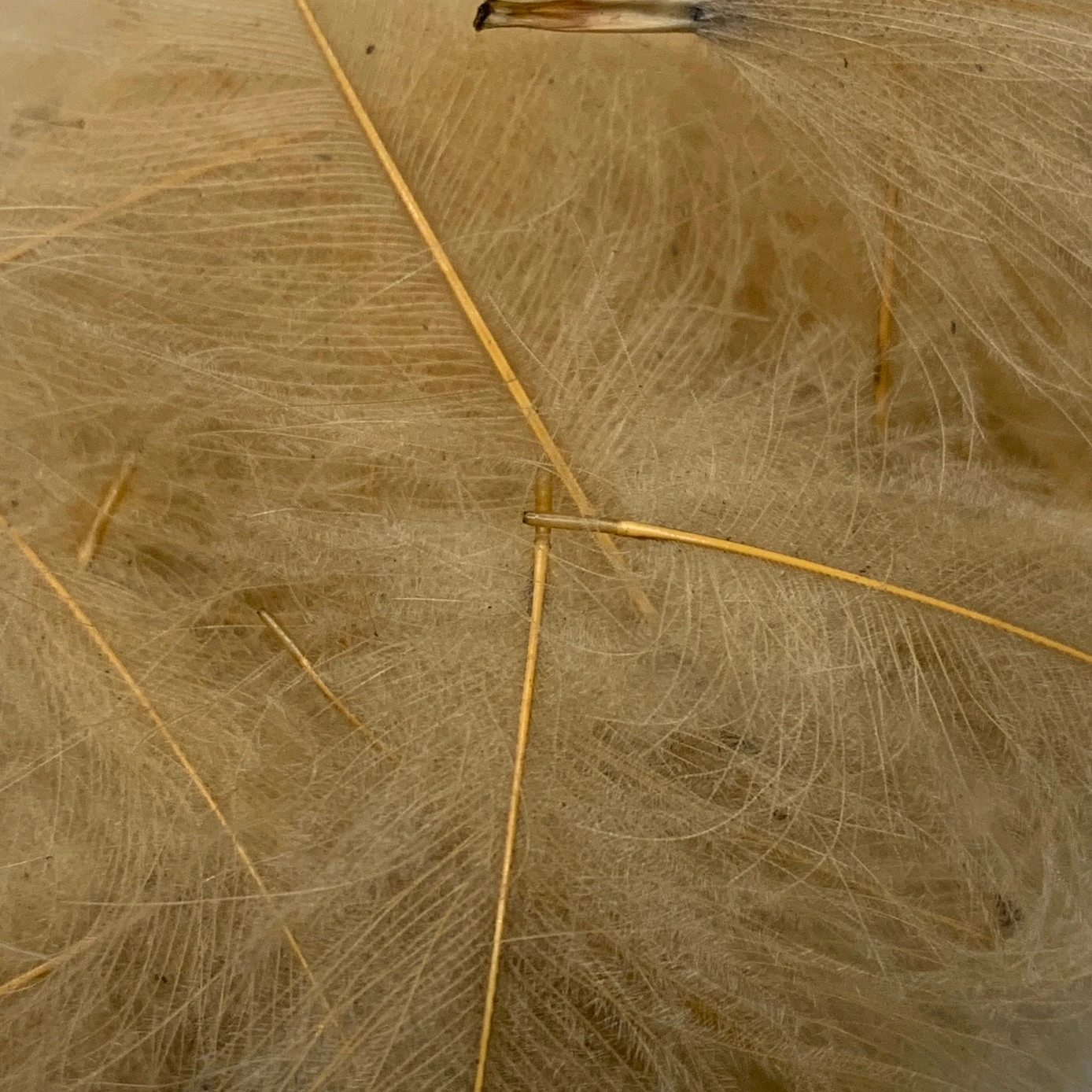 Swiss CDC Super Select Grade 7 Swiss CDC Super Select Grade - Image 7