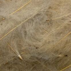 Swiss CDC Ultra Select XL Grade -Fly Fishing Sale Store IMG 6427