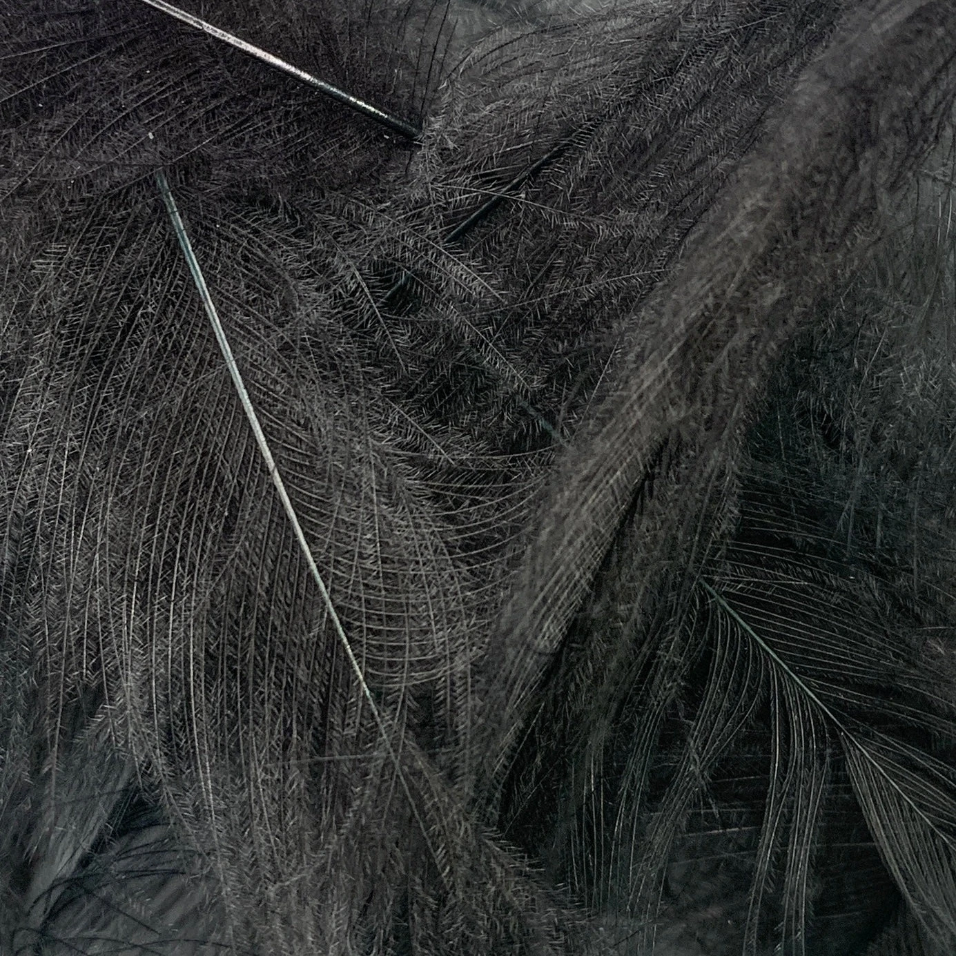 Swiss CDC Super Select Grade 14 Swiss CDC Super Select Grade - Image 14