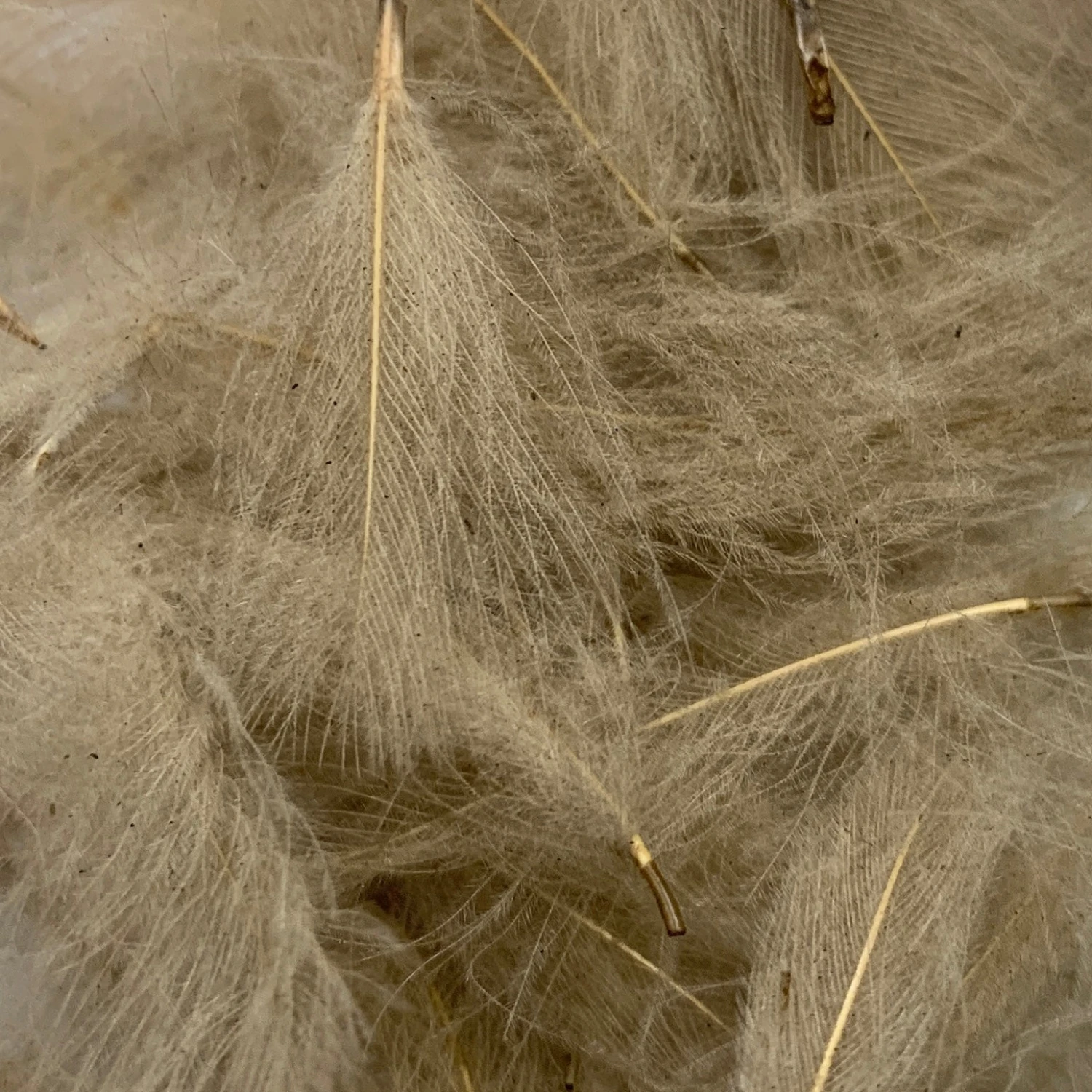 Swiss CDC Super Select Grade 10 Swiss CDC Super Select Grade - Image 10