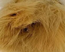 1oz Master Pack: Fish Hunter Premium Strung Marabou -Fly Fishing Sale Store Marabou Burnished Golden Tan